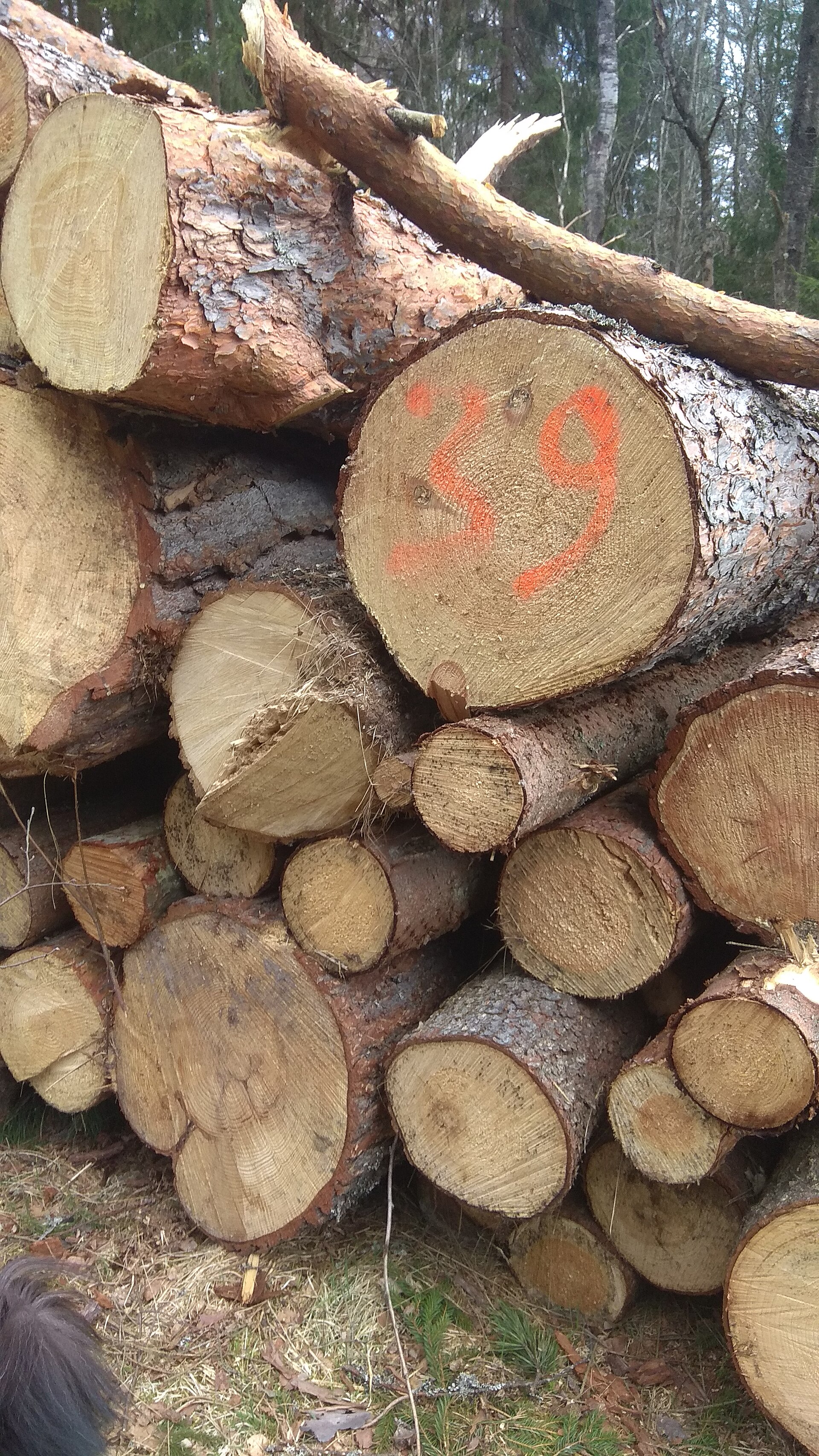 Север Мшинского болота